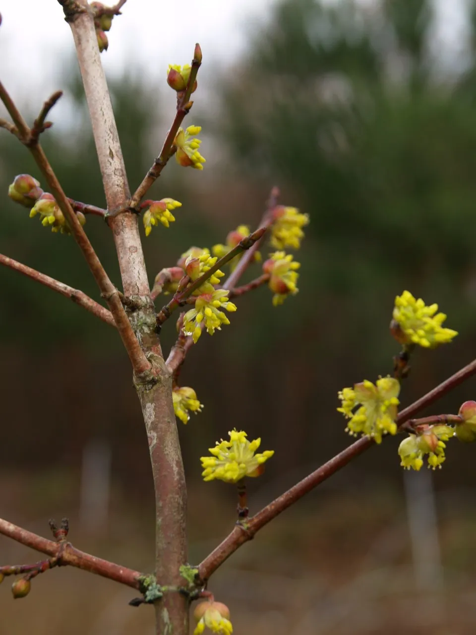 Cornus mas 'Kasanlak' Cornus mas 'Kasanlak'