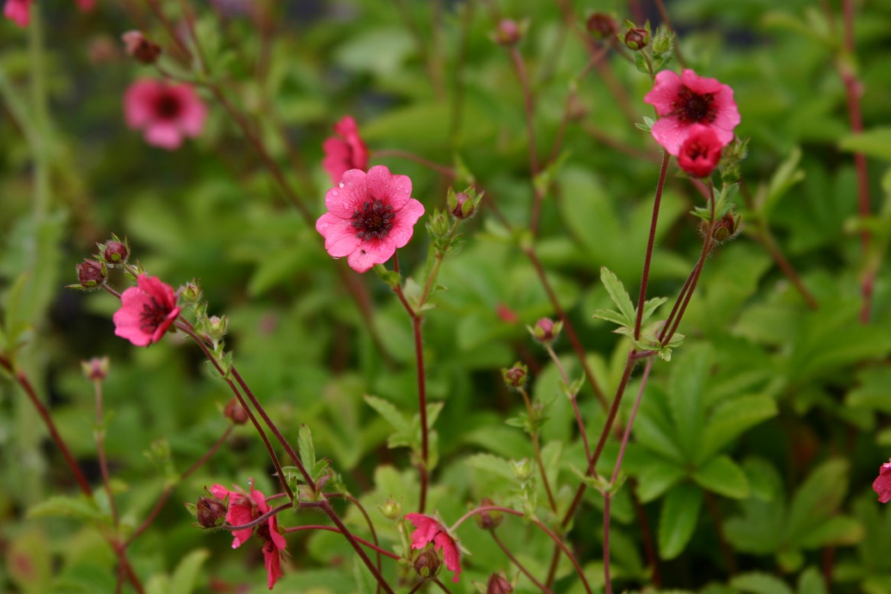 Potentilla nepalensis 'Shogran' : P9