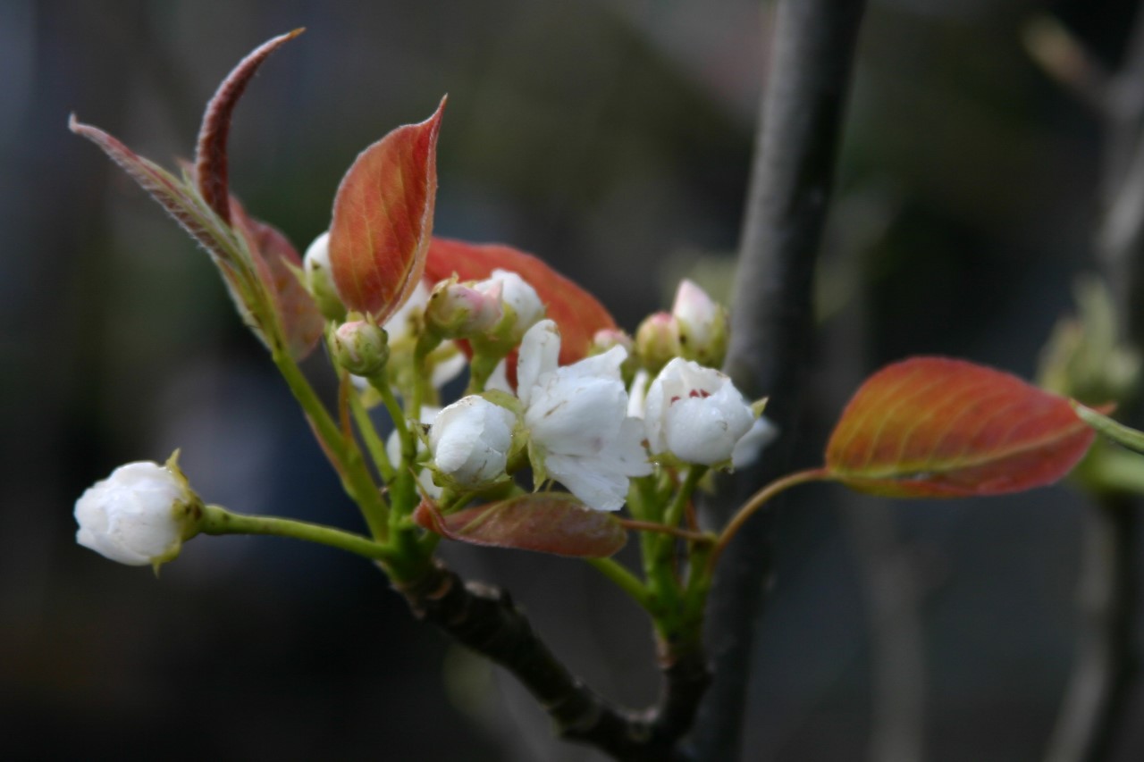 pyrus-pyrifolia-shinseiki