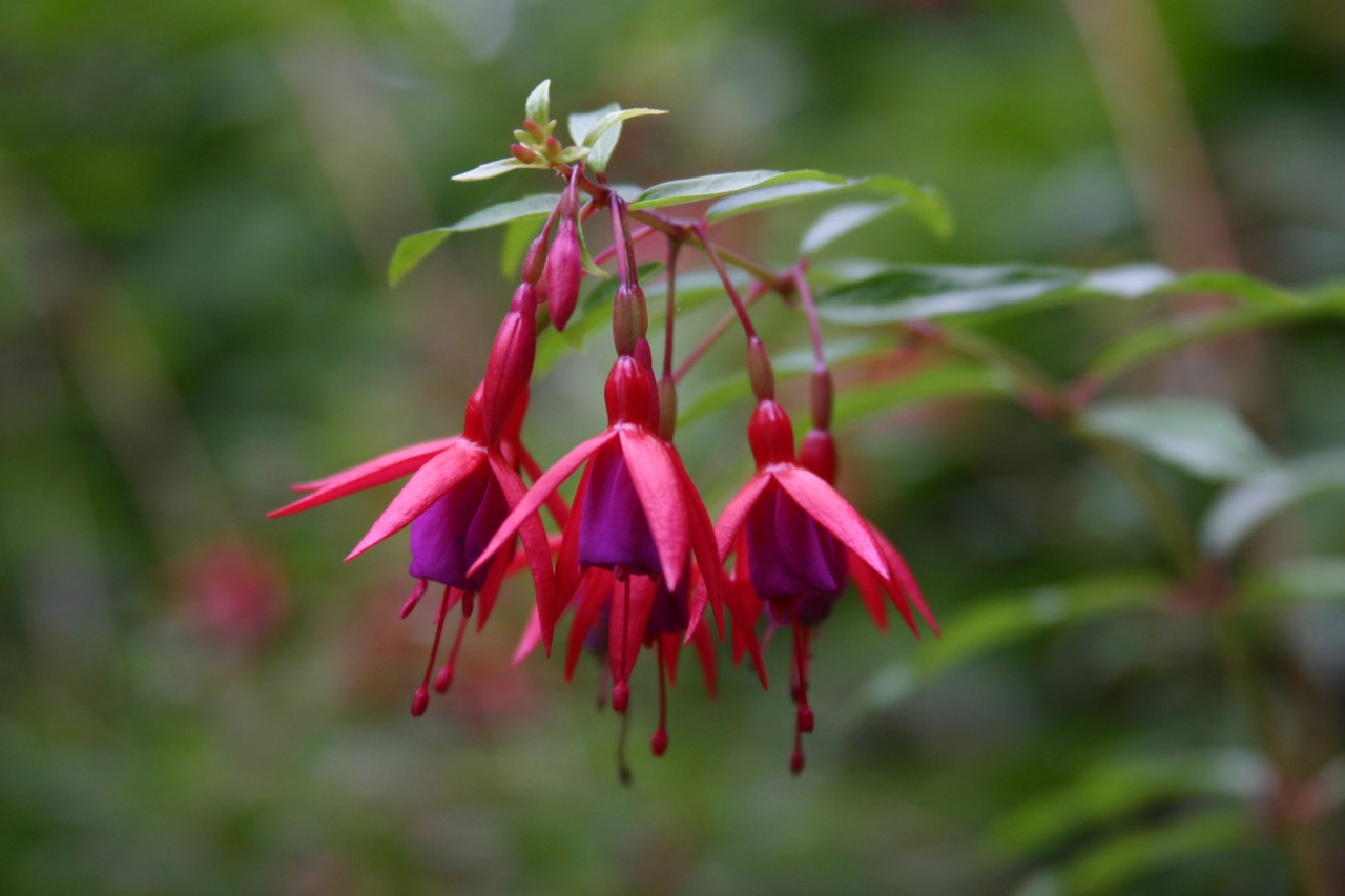 fuchsia-bernisser-hardy