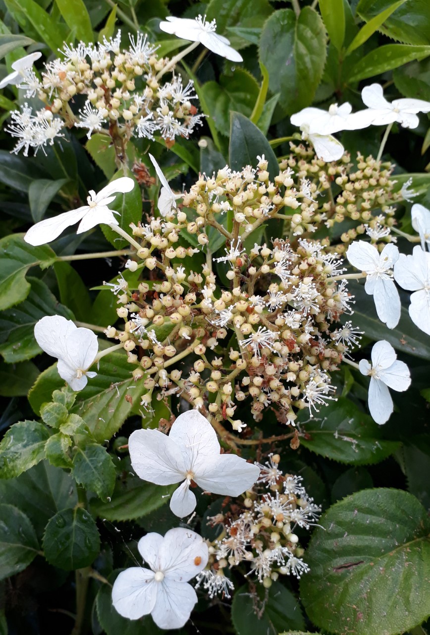 hydrangea-anomala-tiliifolia