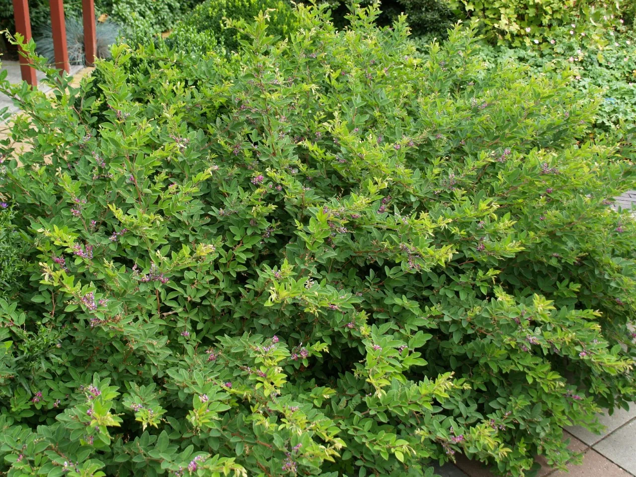 Lespedeza buergeri : C2 : 15-30