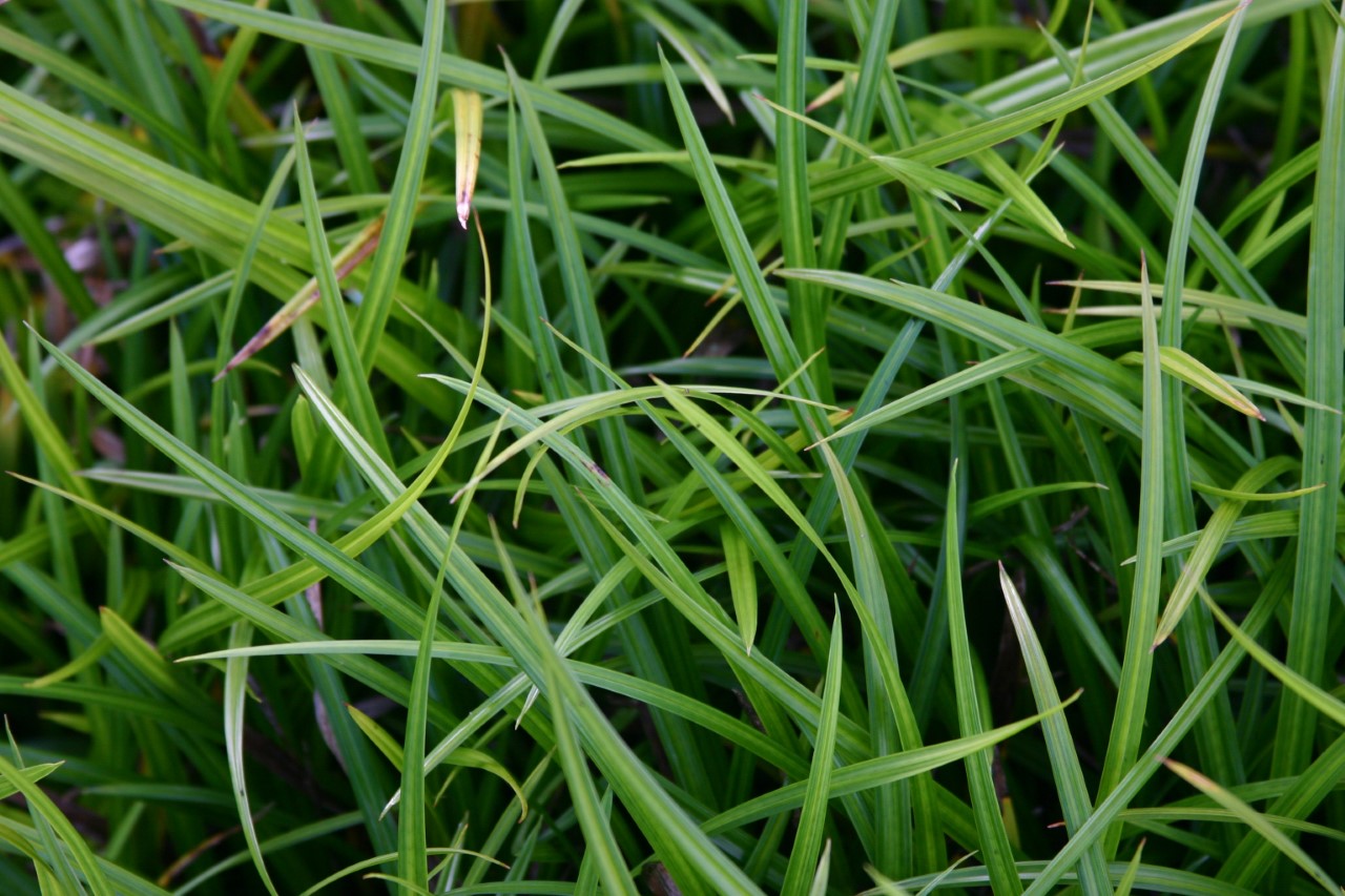 Carex morrowii 'Irish Green' carex-morrowii-irish-green