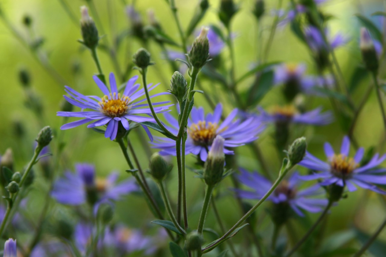 aster-twilight