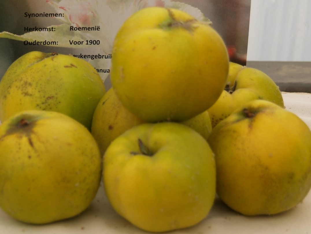 cydonia-oblonga-aromatnaya