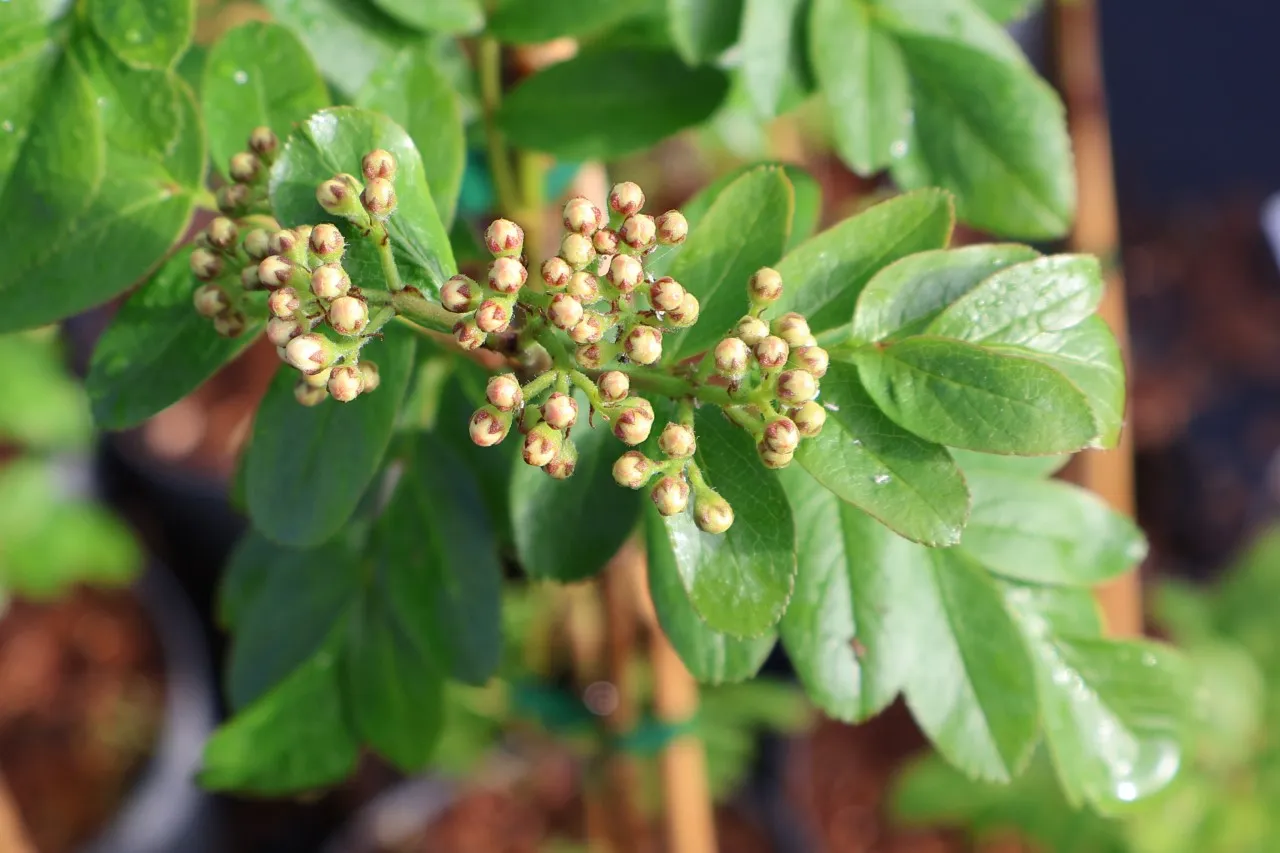 Sorbus 'Krasnaja'