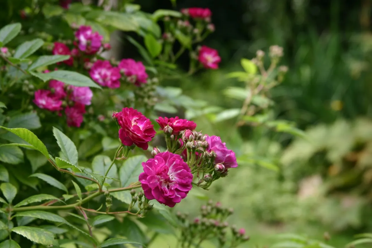 Rosa 'Veilchenblau'