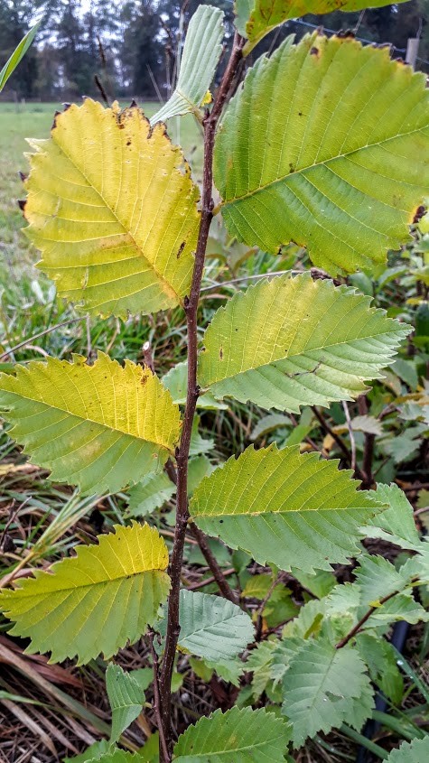 ulmus-laevis