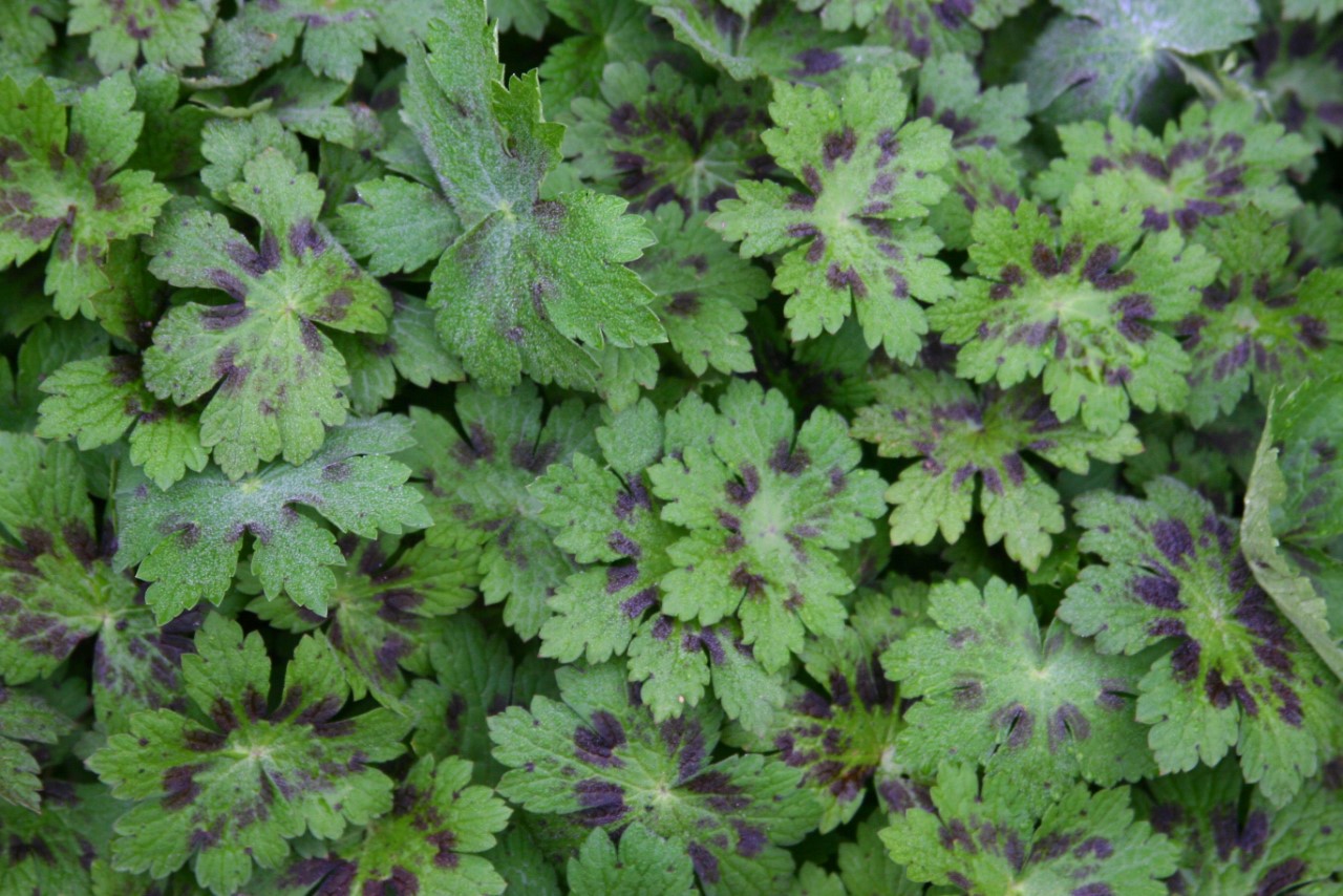 Geranium phaeum 'Samobor' : P9