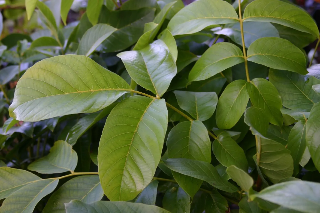Juglans regia 'Mars' : C4 : 50-60 : onderstam Juglans regia