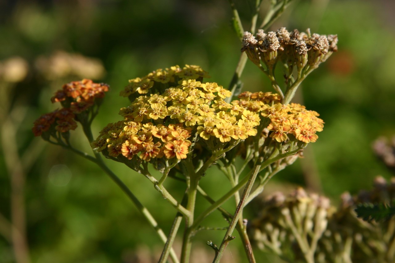 Achillea 'Terracotta' achillea-terracotta