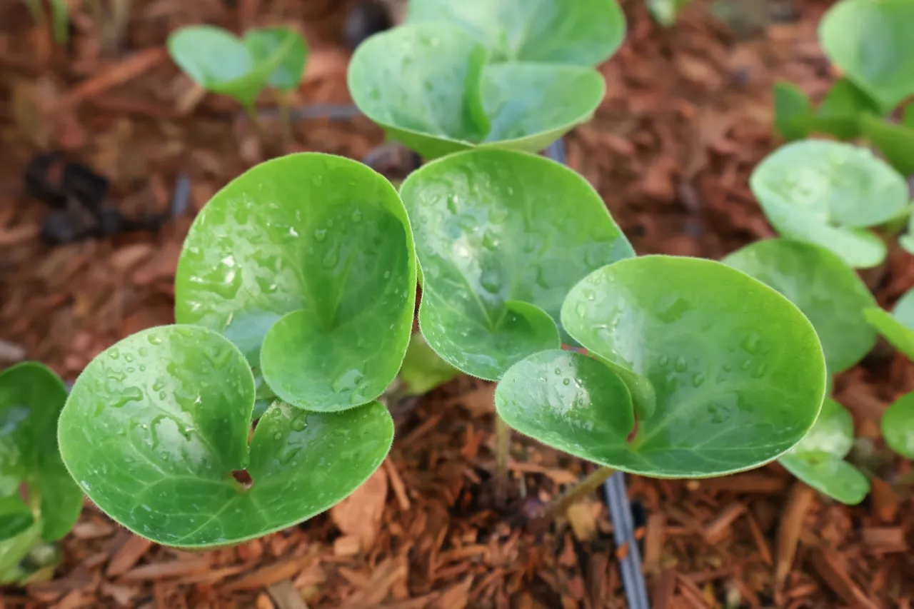 Asarum europaeum