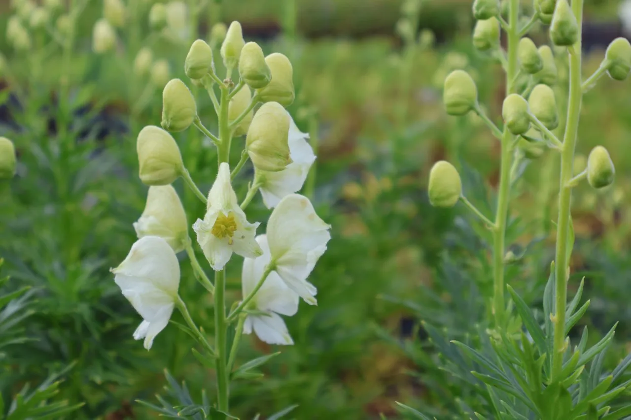 Aconitum napellus 'Album' Aconitum napellus 'Album'