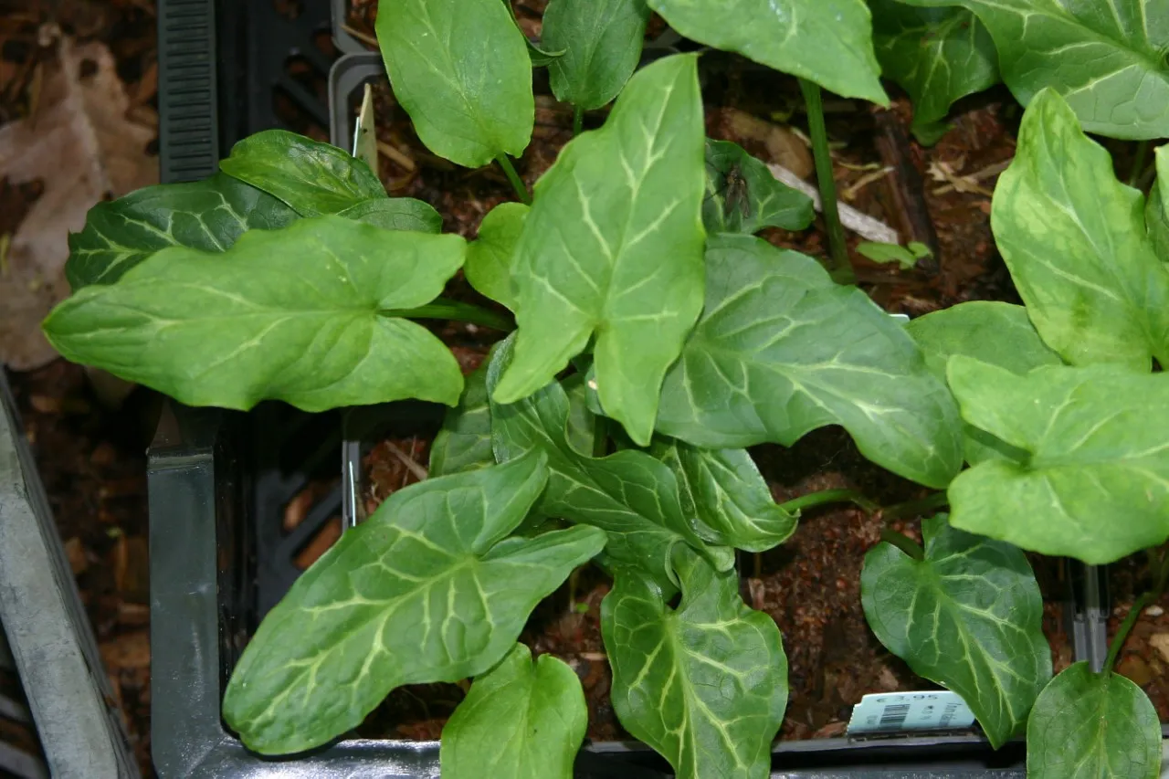 Arum italicum