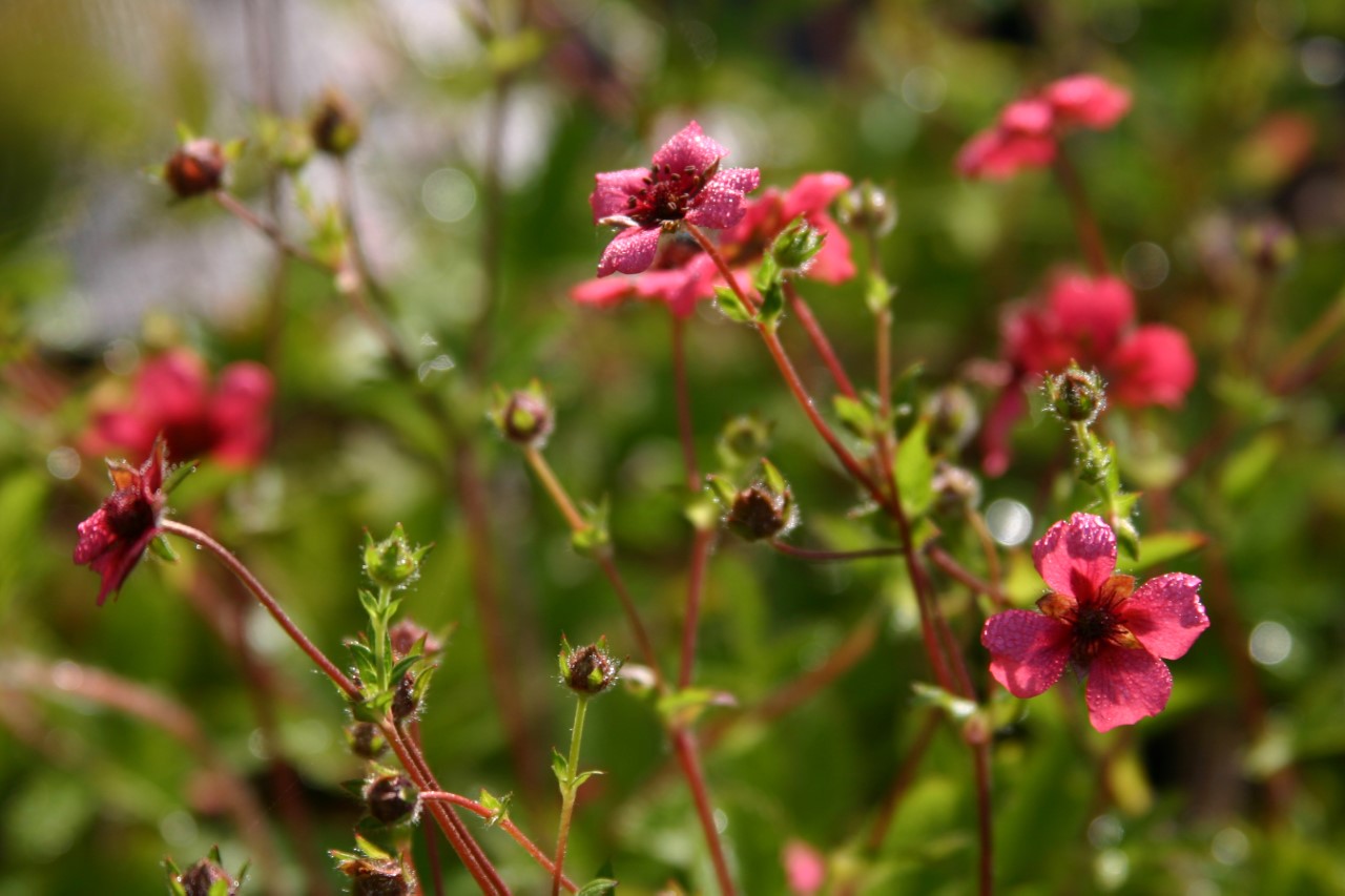 potentilla-nepalensis-shogran