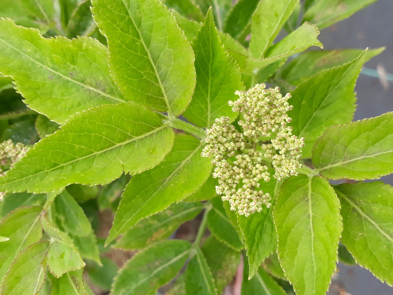 sambucus-nigra-samnor