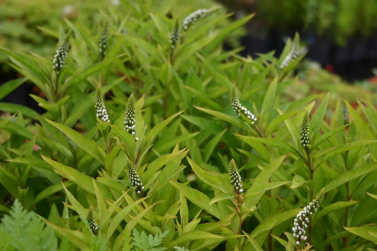 Lysimachia clethroides