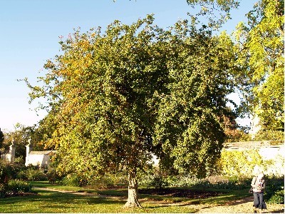 crataemespilus-grandiflora