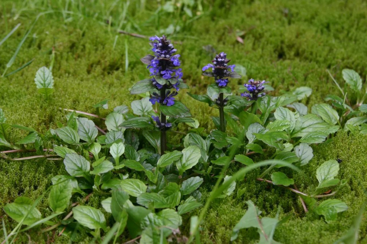 Ajuga reptans Ajuga reptans