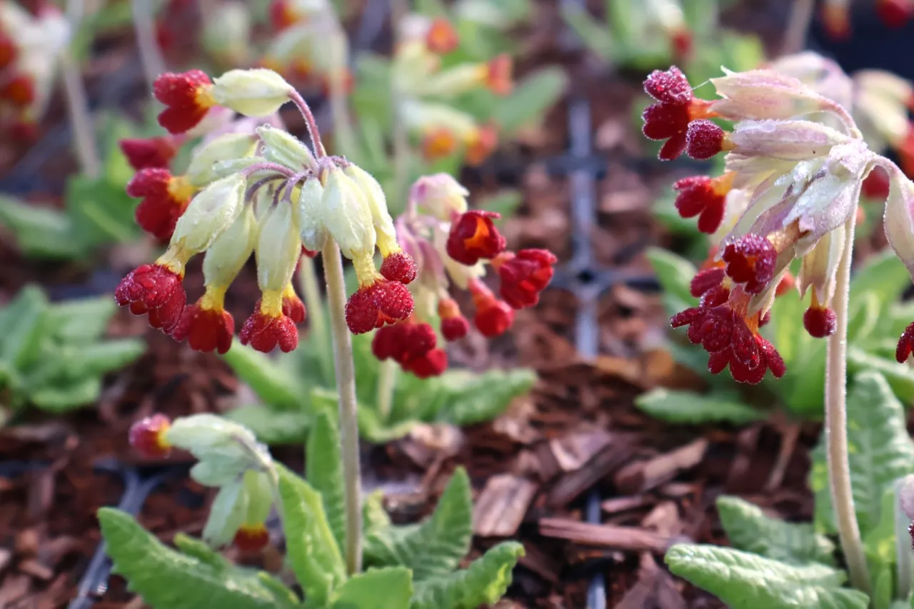 Primula veris 'Sunset Shades'