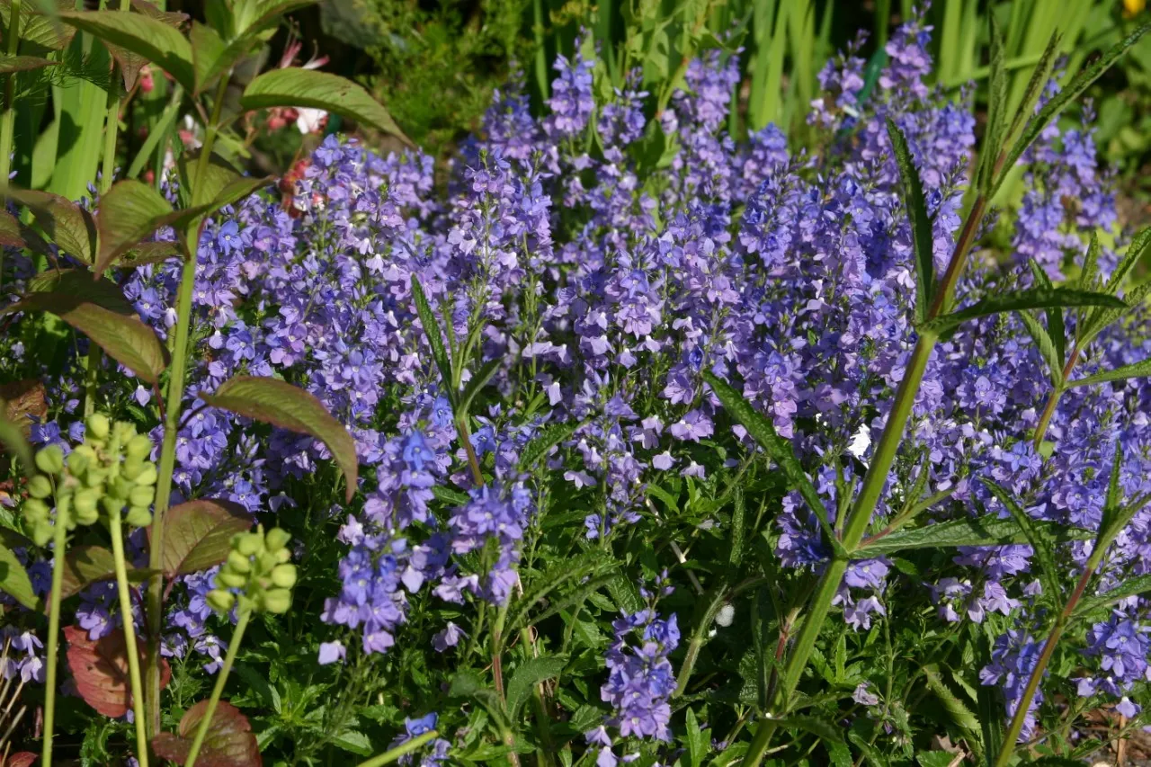 Veronica 'Lapis Lazuli'