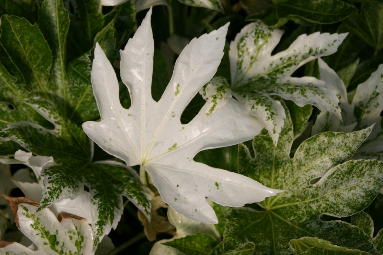 fatsia-japonica-spiders-web