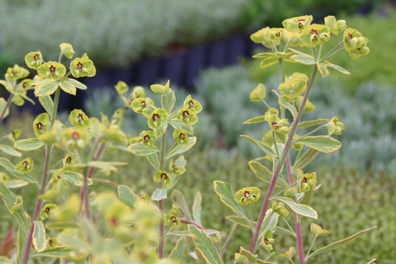 Euphorbia characias 'Ascot Rainbow' Biologisch : P9