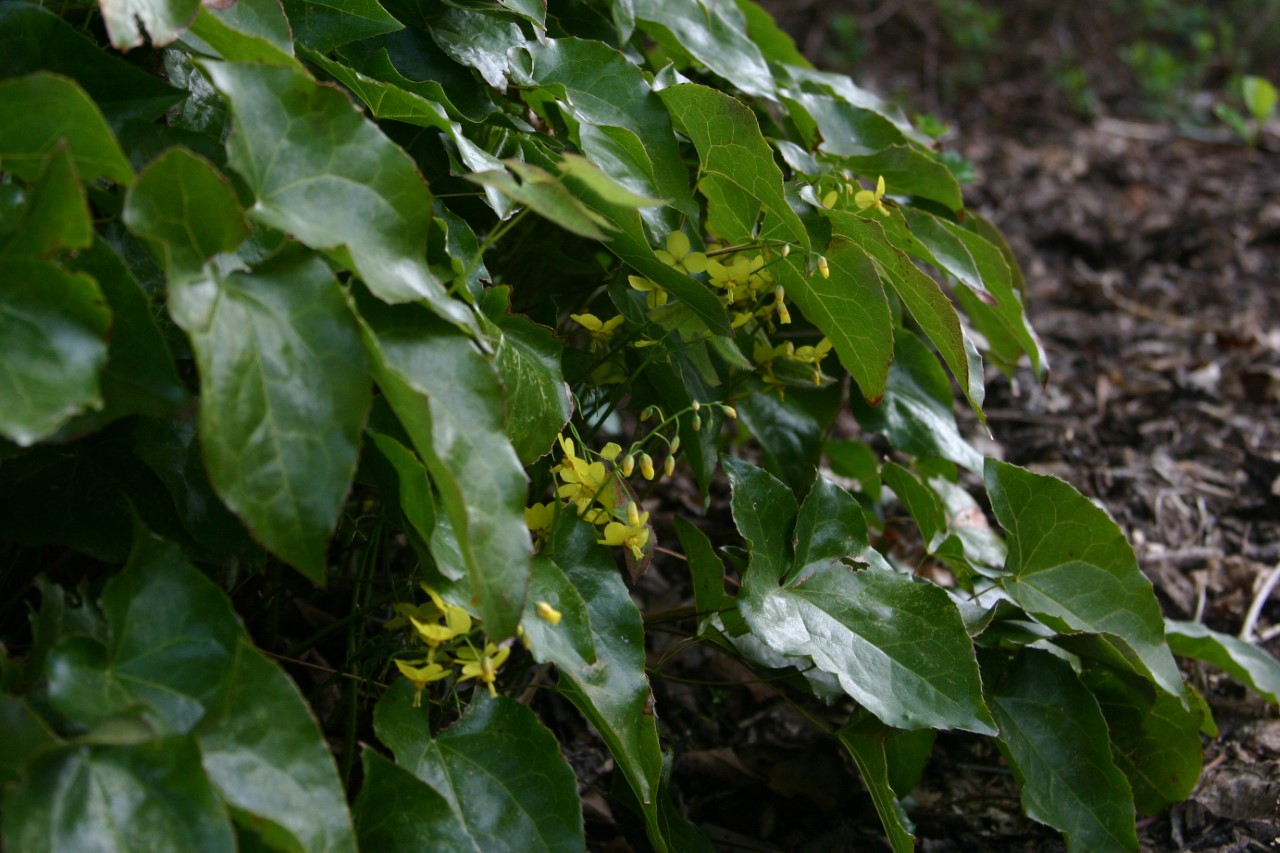 epimedium-perralchicum-frohnleiten