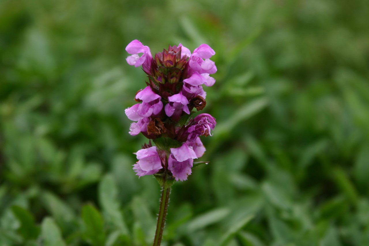 prunella-grandiflora-gruss-aus-isernhagen