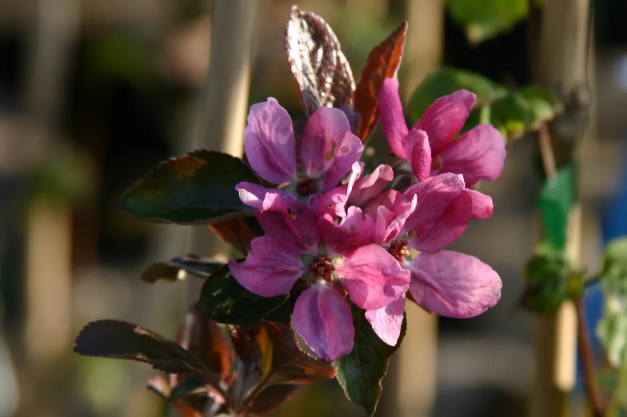 Malus niedzwetskyana 'Almata'