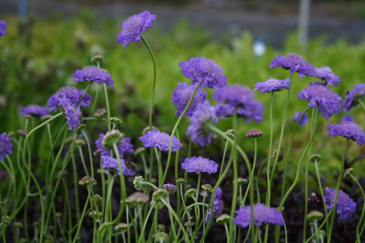 scabiosa-columbaria-butterfly-blue