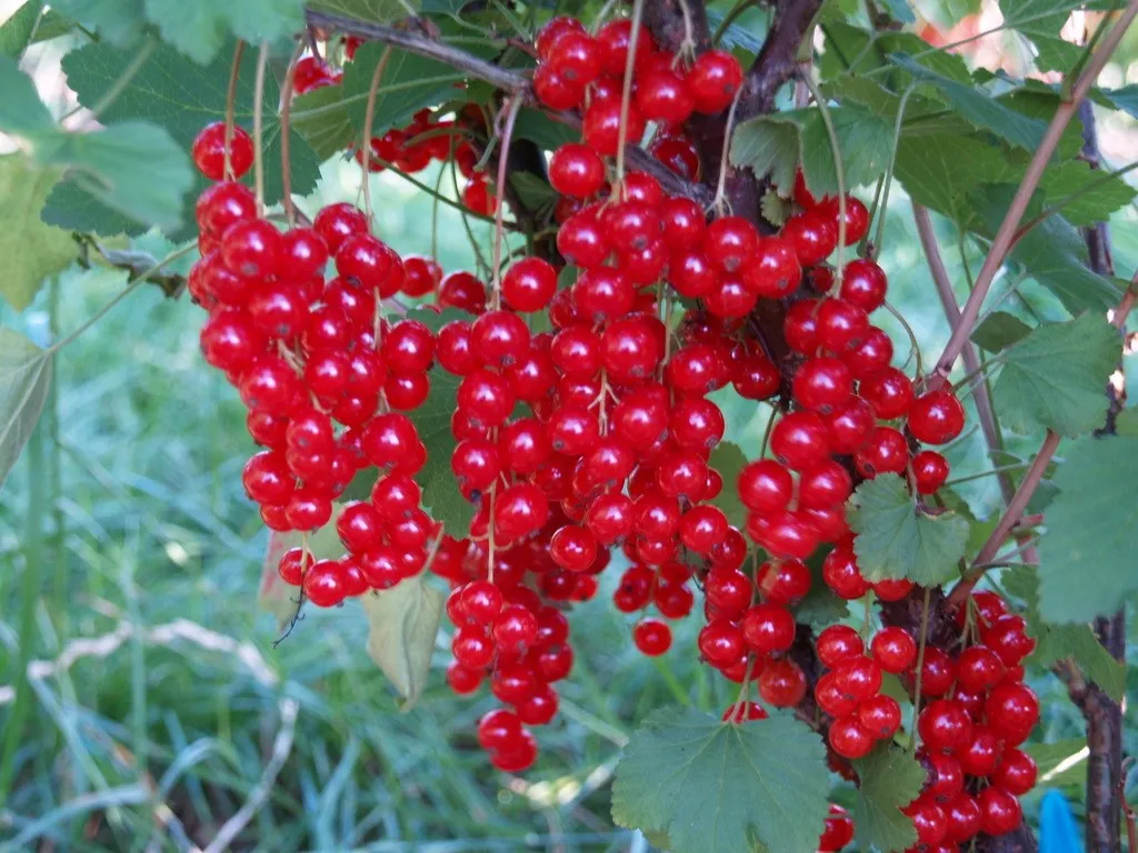 Ribes rubrum 'Rolan'