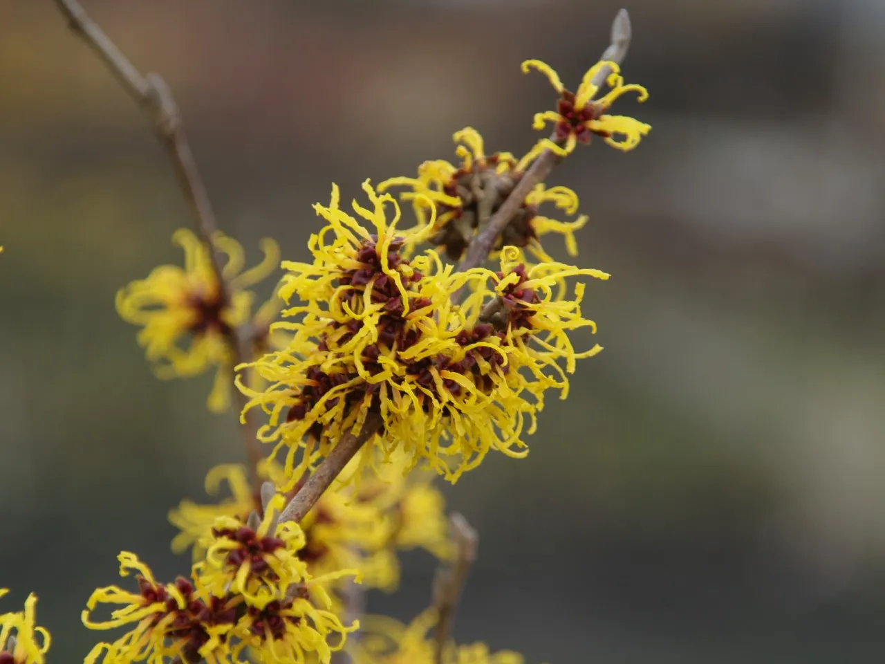 Hamamelis intermedia 'Ripe Corn'