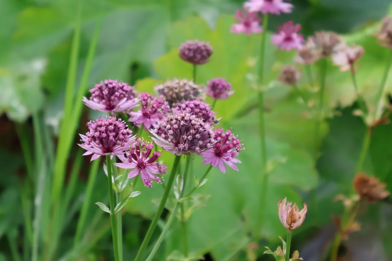 Astrantia major 'Roma'
