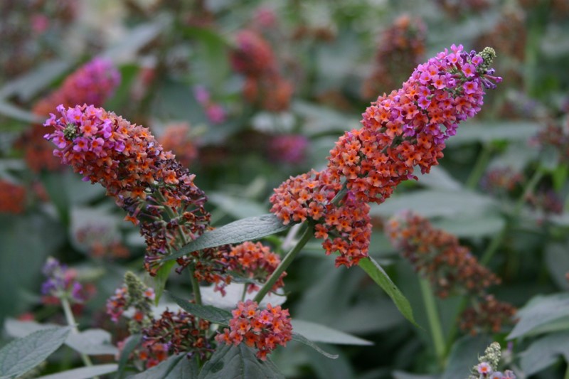 buddleja-weyeriana-bicolor
