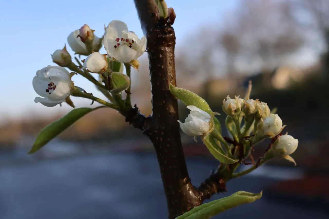 Pyrus communis 'Concorde' : C3 : 60-100 : onderstam Pyrus communis 'Kirchensaller'