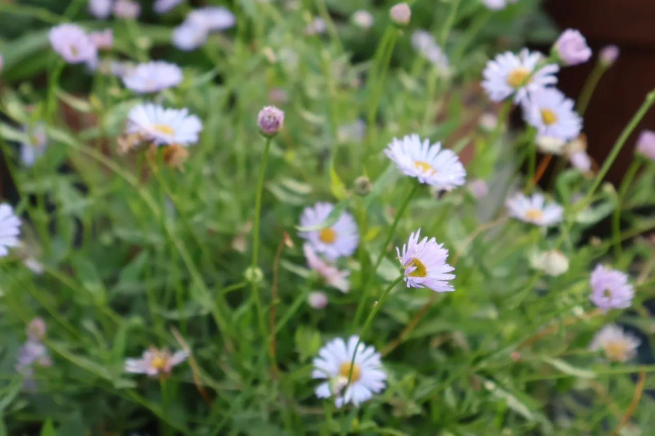 Erigeron karvinskianus 'Lavender Lady' Biologisch : P9