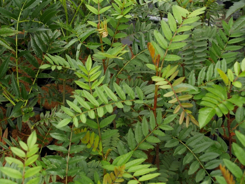 sorbus-hupehensis-november-pink