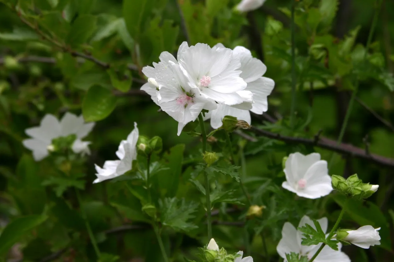 Malva moschata 'Alba' : P9