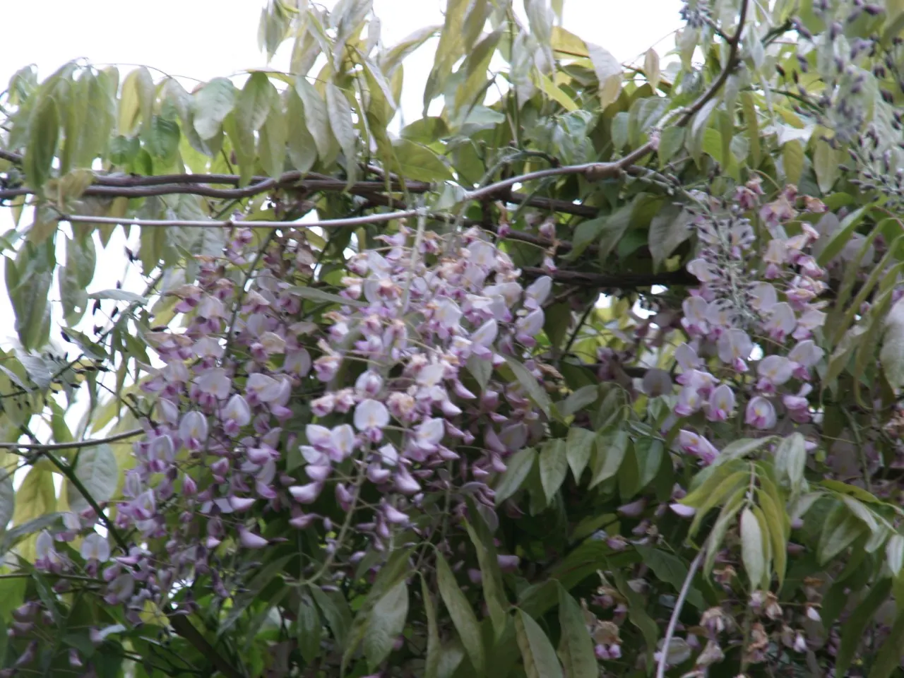 Wisteria floribunda 'Honbeni' : C7.5 : 150-200
