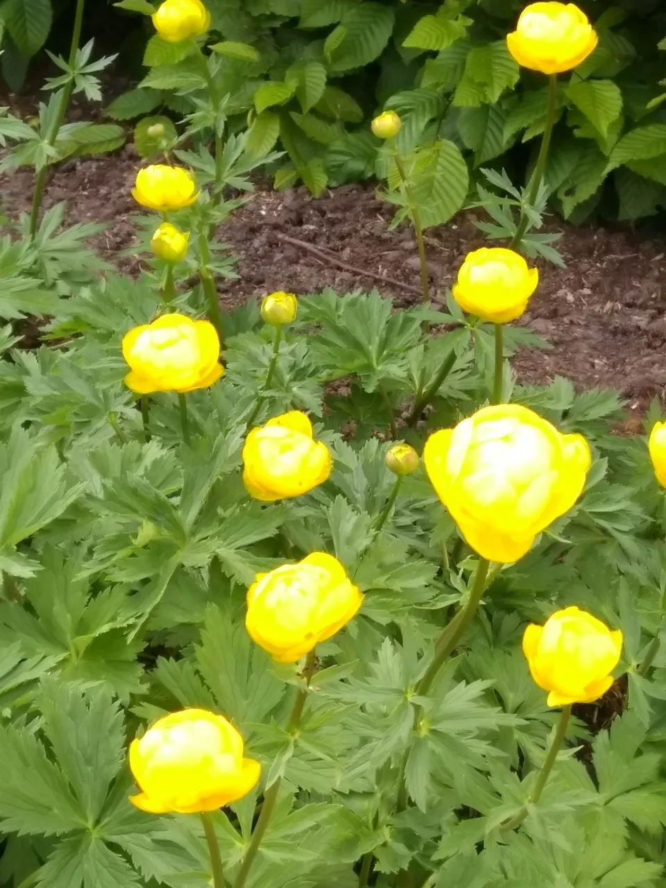 Trollius 'Lemon Queen'