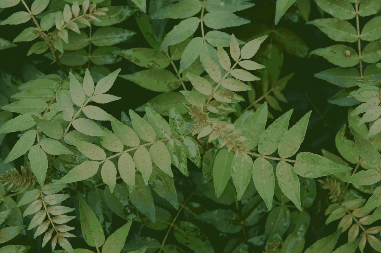 zanthoxylum-bungeanum