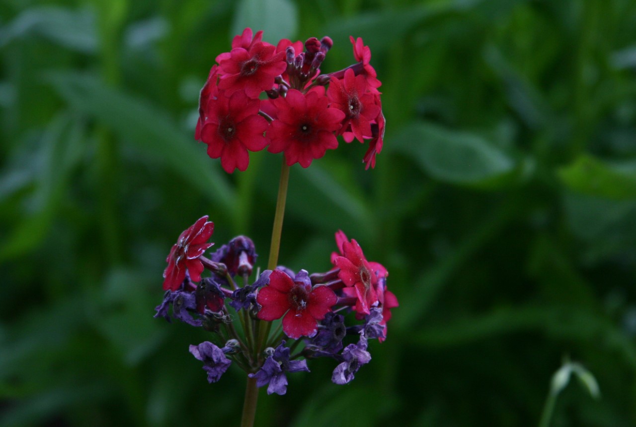 primula-japonica-millers-crimson