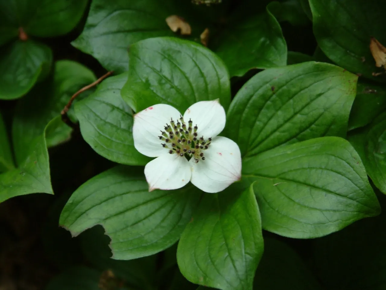 Cornus canadensis