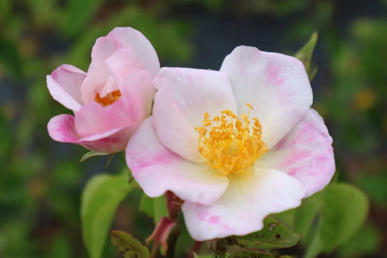 Rosa 'Dupontii' : C4 : 30-60