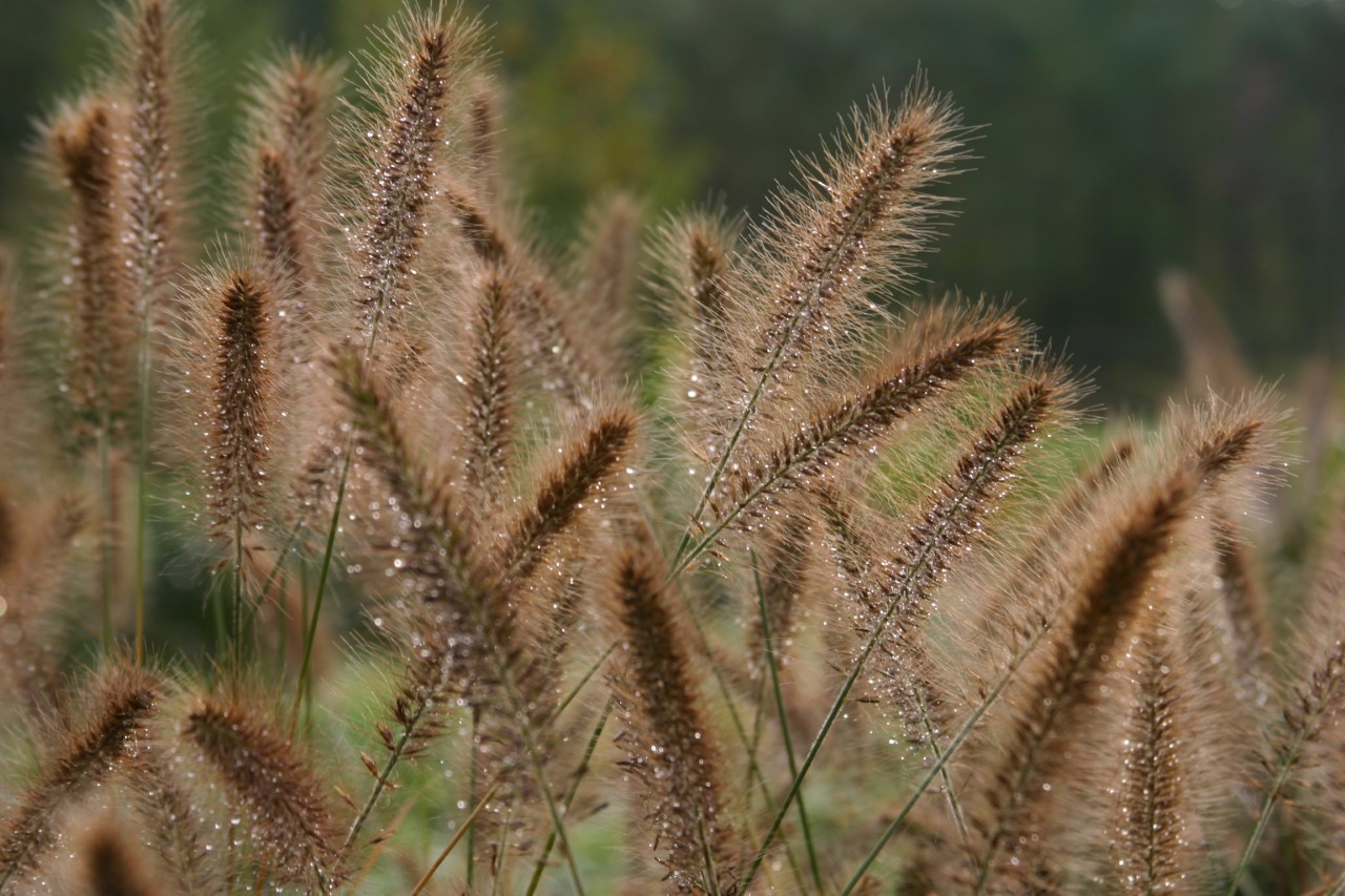 Pennisetum alopecuroides 'Woodside' pennisetum-alopecuroides-woodside