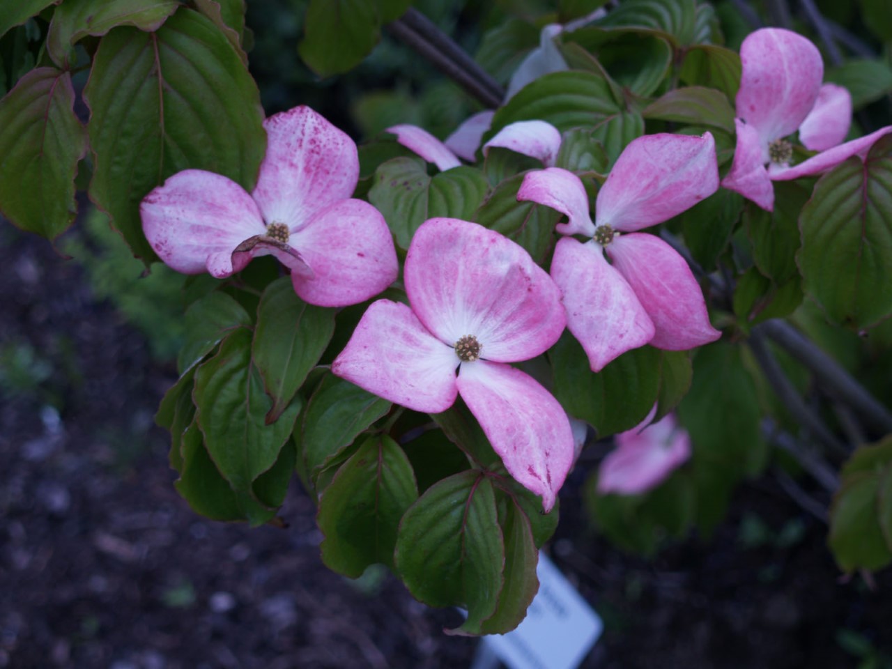 cornus-kousa-satomi