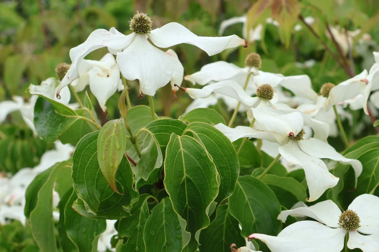 Cornus kousa 'Nicole'