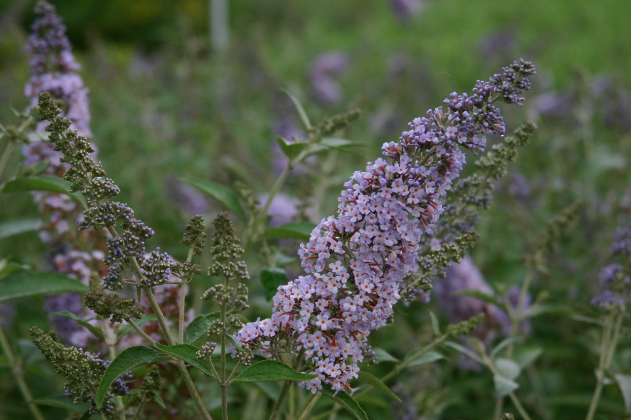 buddleja-lochinch