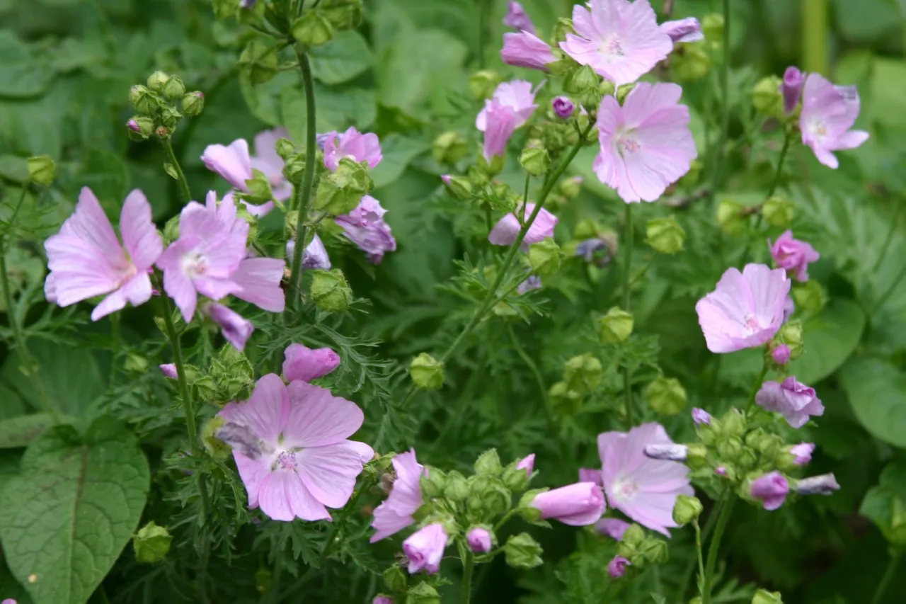Malva moschata : P9